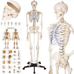 tectake Skeleton (400502) tectake Skeleton (400502)
