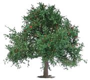 Busch Apple tree 75 mm (3652) Busch Apple tree 75 mm (3652)