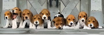 Clementoni Beagle Clementoni Beagle
