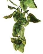 Hagen Exo Terra Amapallo large Hagen Exo Terra Amapallo large