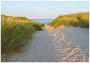Komar Photo wallpaper Sandy Path (8-995) Komar Photo wallpaper Sandy Path (8-995)