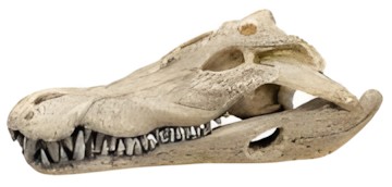 Nobby Aqua Ornaments Crocodile Skull (28107) Nobby Aqua Ornaments Crocodile Skull (28107)