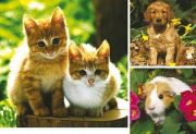 Ravensburger Pets Ravensburger Pets