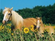 Ravensburger Horse Happiness Ravensburger Horse Happiness