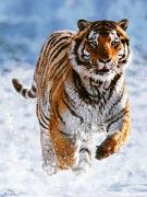 Ravensburger Puzzle Tiger in the Snow 500 Pieces Ravensburger Puzzle Tiger in the Snow 500 Pieces