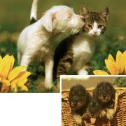 Ravensburger Animal Friendship Ravensburger Animal Friendship