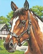 Schipper Horse portrait Schipper Horse portrait