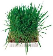 Trixie Small animal grass bowl 100 g Trixie Small animal grass bowl 100 g