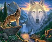 White Mountain Mountain Wolf White Mountain Mountain Wolf